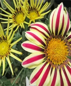 Gazania Big Kiss White Flame Art Diamond Painting