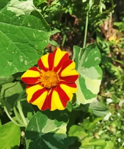 Harlequin Marigold Flower Diamond Painting