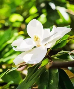 Magnolia Tree Diamond Painting