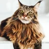 Maine Coon Cat Diamond Painting