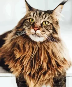 Maine Coon Cat Diamond Painting
