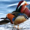 Mandarin Duck Diamond Painting