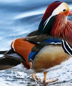 Mandarin Duck Diamond Painting