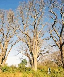 Manketti Tree Diamond Painting