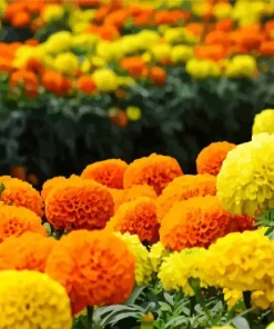 Yellow Marigold Flower Diamond Painting