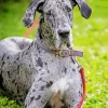 Merle Great Dane Diamond Painting