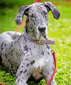 Merle Great Dane Diamond Painting