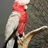 Pink Cockatoo Bird Diamond Painting