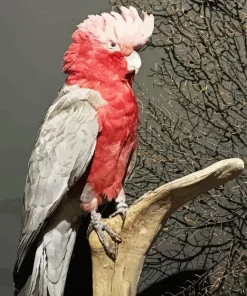 Pink Cockatoo Bird Diamond Painting