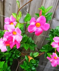 Pink Mandevilla Flowers Diamond Painting