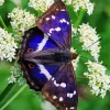 Purple Emperor Butterfly Diamond Painting