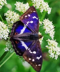 Purple Emperor Butterfly Diamond Painting