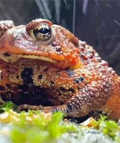 African Red Toad Diamond Painting