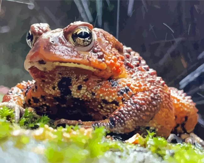 African red toad Diamond Paintings African Red Toad Diamond Painting
