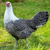 Black And White Campine Chicken Diamond Painting