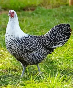 Black And White Campine Chicken Diamond Painting