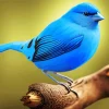 Canary Blue Bird Diamond Painting