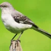 Mockingbird Diamond Painting