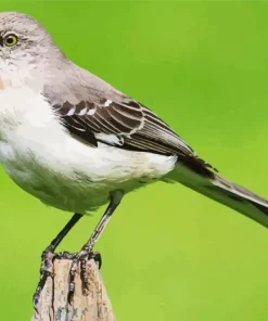 Mockingbird Diamond Painting