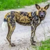 African Wild Dog Diamond Painting
