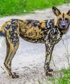 African Wild Dog Diamond Painting