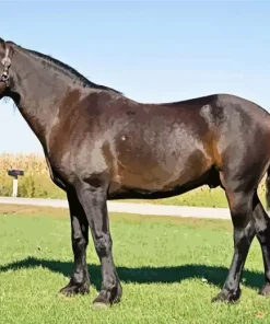 Black Mustang Horse Diamond Painting
