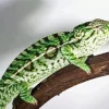 Carpet Chameleon Diamond Painting
