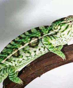 Carpet Chameleon Diamond Painting