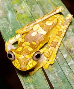 Chachi Tree Frog Diamond Painting