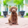 Brown Chesapeake Bay Retriever Diamond Painting