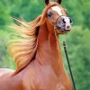 Chestnut Arabian Horse Diamond Painting