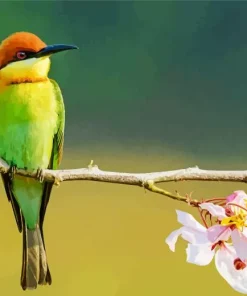Chestnut Headed Bee Eater On Branch Diamond Painting