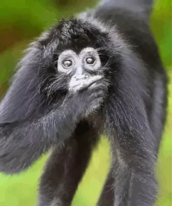 Cool Small Black Monkey Diamond Painting