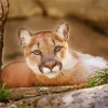 Cougar Mountain Lion Diamond Painting