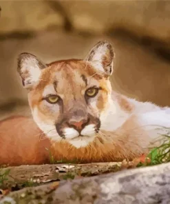 Cougar Mountain Lion Diamond Painting