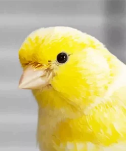 Domestic Canary Diamond Painting