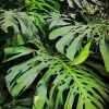 Green Monstera Leaves Diamond Painting