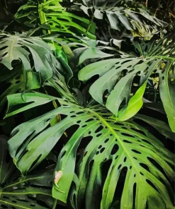 Green Monstera Leaves Diamond Painting
