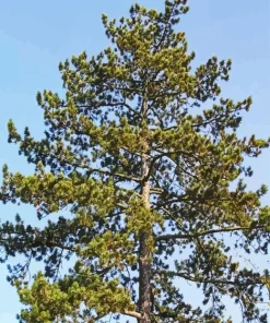 Green Pine Tree Diamond Painting