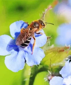 Legged Furrow Bee Diamond Painting