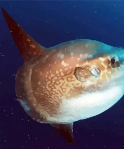 Mola Mola Fish Diamond Painting