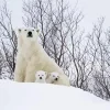 Mom And Baby Polar Bear Diamond Painting