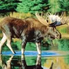 Moose In River Diamond Painting