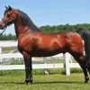 Morgan Horse Diamond Painting