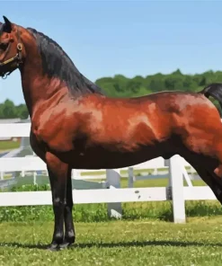 Morgan Horse Diamond Painting