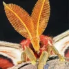 Moth Face Insect Diamond Painting