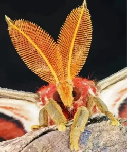 Moth Face Insect Diamond Painting