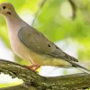 Mourning Dove Diamond Painting