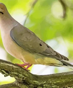 Mourning Dove Diamond Painting