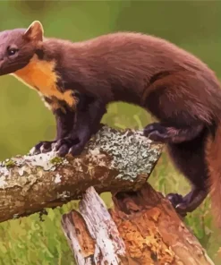 Mustelinae Animal Diamond Painting